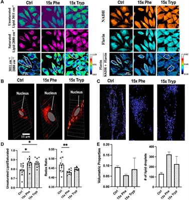 Visualizing Cancer Cell Metabolic Dynamics Regulated With Aromatic Amino Acids Using DO-SRS and 2PEF Microscopy